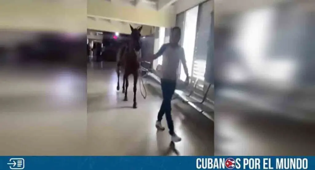Solo en Cuba: Caballo se pasea en un hospital de Villa Clara