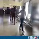 Solo en Cuba: Caballo se pasea en un hospital de Villa Clara