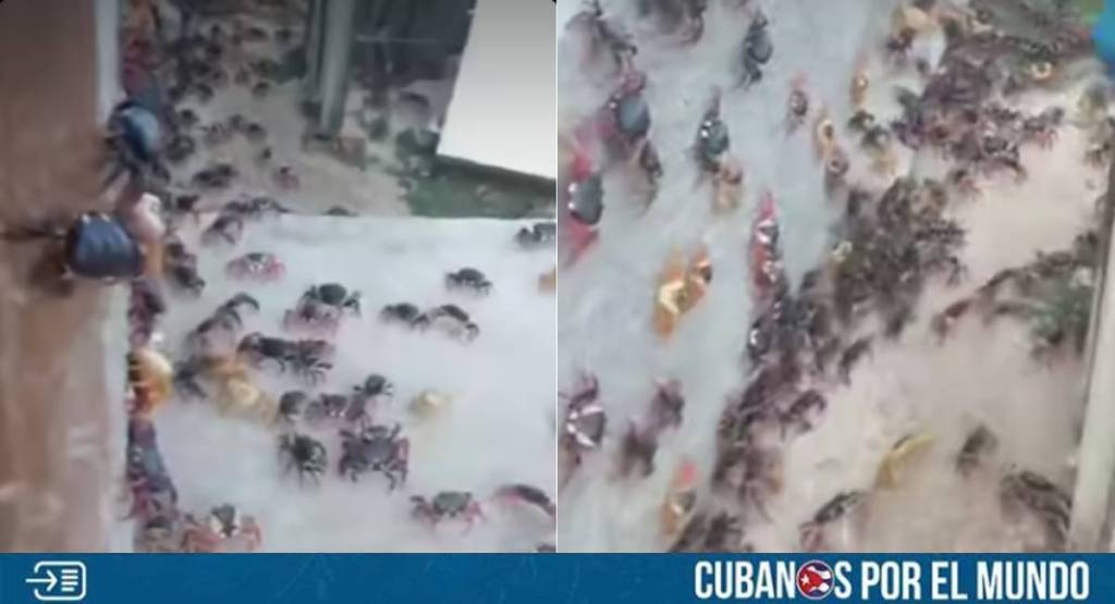 En el barrio costero de Caletones, ubicado en el municipio de Gibara, provincia de Holguín, los habitantes fueron testigos de un evento natural sorprendente: una masiva aparición de cangrejos que irrumpió en sus hogares.