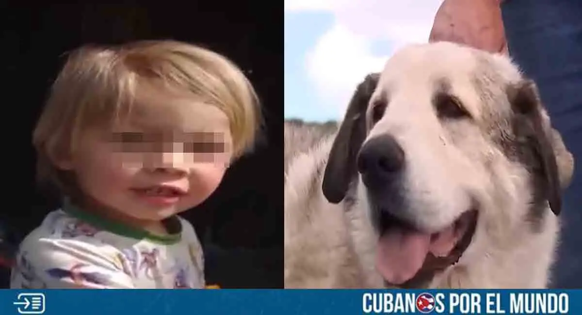 Perro salva a niño de 2 años tras perderse en el desierto de Arizona