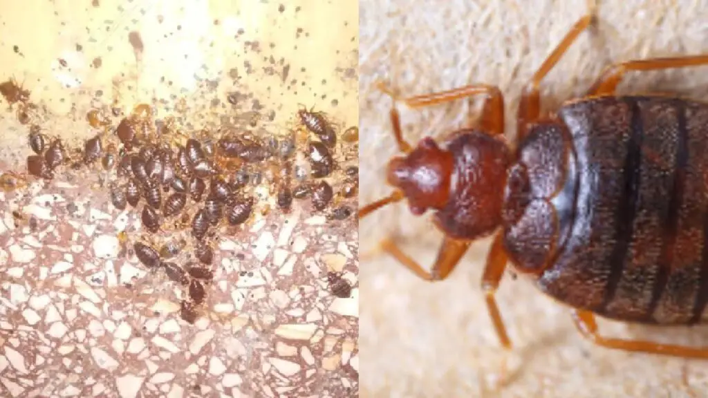 Plaga de chinches se extiende en Artemisa mientras que el régimen ignora esta problemática