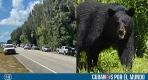 Reportan un ataque de oso en Florida que acabó con la vida de un anciano y su perro (+VIDEO)