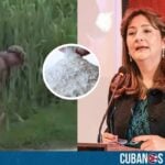La saliente ministra de Justicia de Colombia, Ángela María Buitrago, hizo una denuncia que ha causado revuelo y que vincula a la dictadura de Cuba, en lo que podría ser un intento encubierto de exportar una sustancia controlada a la isla comunista bajo el pretexto de un supuesto fin humanitario.La saliente ministra de Justicia de Colombia, Ángela María Buitrago, hizo una denuncia que ha causado revuelo y que vincula a la dictadura de Cuba, en lo que podría ser un intento encubierto de exportar una sustancia controlada a la isla comunista bajo el pretexto de un supuesto fin humanitario.