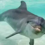 Florida: Condenado a prisión un sujeto que envenenó y disparó a delfines