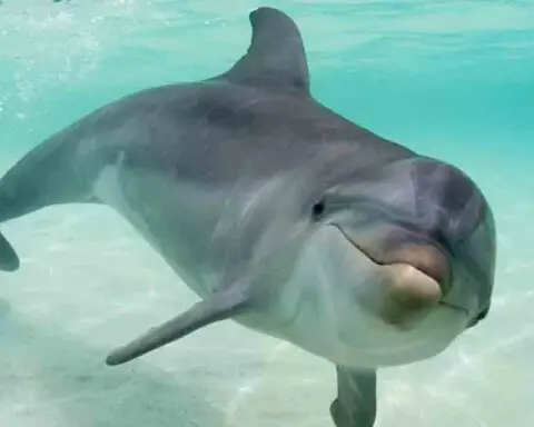 Florida: Condenado a prisión un sujeto que envenenó y disparó a delfines
