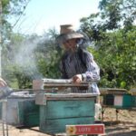 Sancti Spíritus: Producción de miel de abejas enfrenta su peor crisis