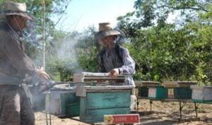 Sancti Spíritus: Producción de miel de abejas atraviesa su peor momento