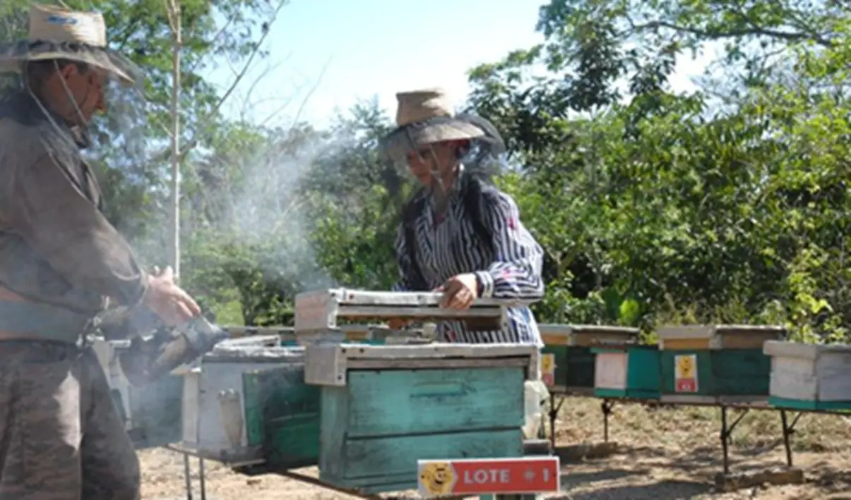 Sancti Spíritus: Producción de miel de abejas enfrenta su peor crisis