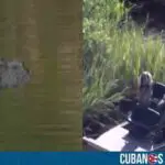 Mujer en Florida pierde la vida tras ser atacada por un caimán