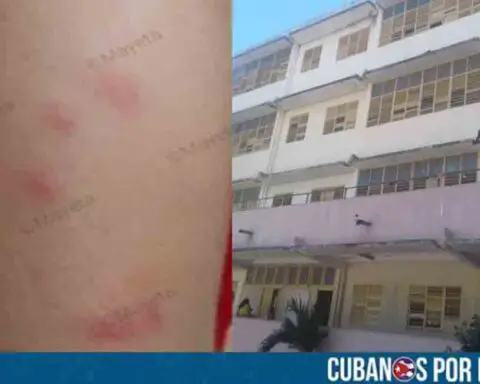 Plaga de chinches en escuelas de Santiago de Cuba pone en peligro a los alumnos