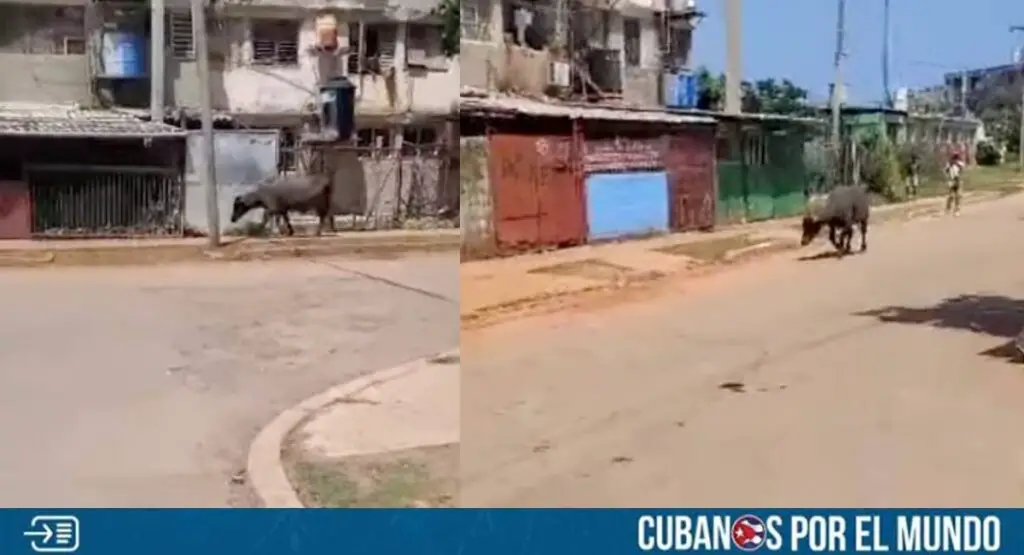 En las últimas horas, se difundió un video en las redes sociales en el que se aprecia a un búfalo suelto en plena calle de La Habana causando pánico entre los transeúntes.