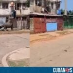 En las últimas horas, se difundió un video en las redes sociales en el que se aprecia a un búfalo suelto en plena calle de La Habana causando pánico entre los transeúntes.
