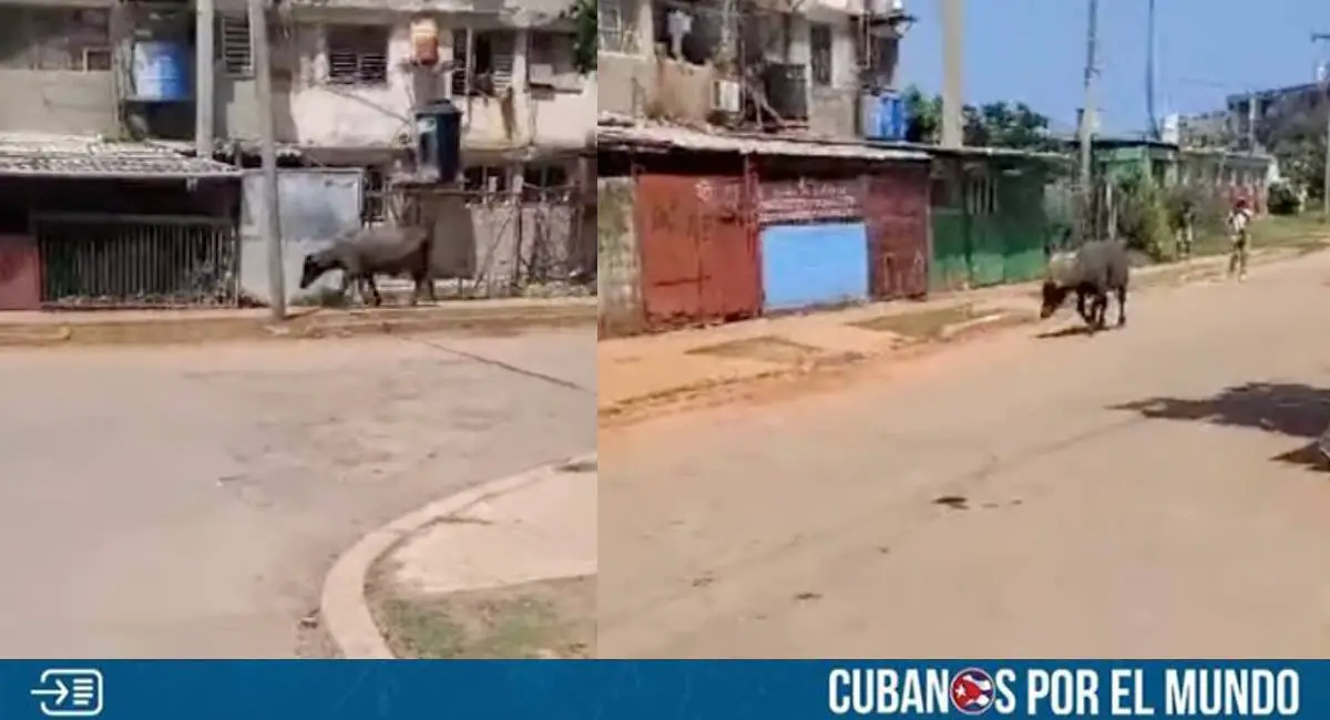 En las últimas horas, se difundió un video en las redes sociales en el que se aprecia a un búfalo suelto en plena calle de La Habana causando pánico entre los transeúntes.