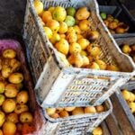 Mangos de calidad se pudren en El Caney, Santiago de Cuba, por falta de envases y electricidad
