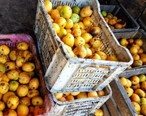 Mangos de calidad se pudren en El Caney, Santiago de Cuba, por falta de envases y electricidad