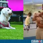 Familia de Florida se reencontró con su perro después de 4 años; creyeron que había fallecido