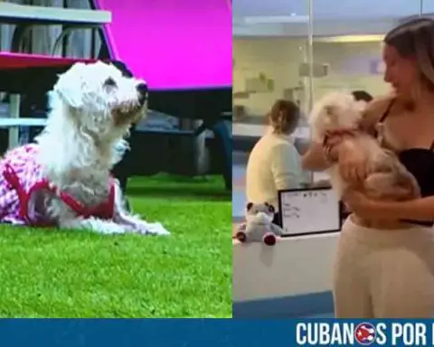 Familia de Florida se reencontró con su perro después de 4 años; creyeron que había fallecido