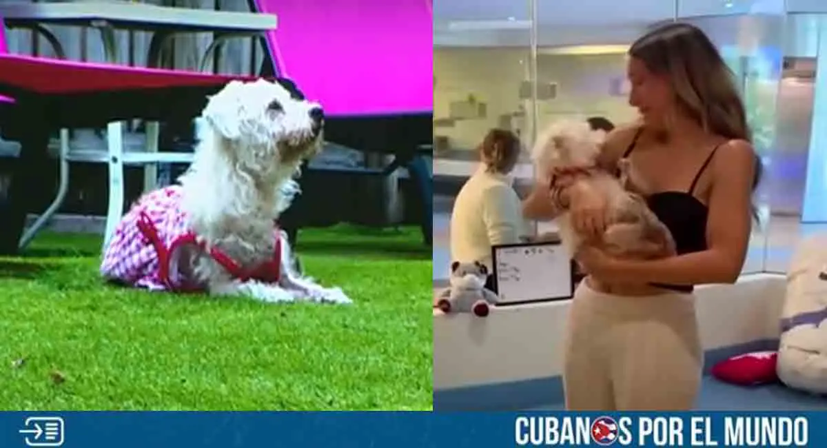 Familia de Florida se reencontró con su perro después de 4 años; creyeron que había fallecido