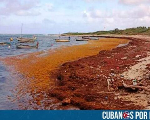 El Ministerio de Ciencia, Tecnología y Medio Ambiente (CITMA) de Cuba emitió una alerta máxima ante la llegada masiva de sargazo a las costas de la provincia oriental de Guantánamo.