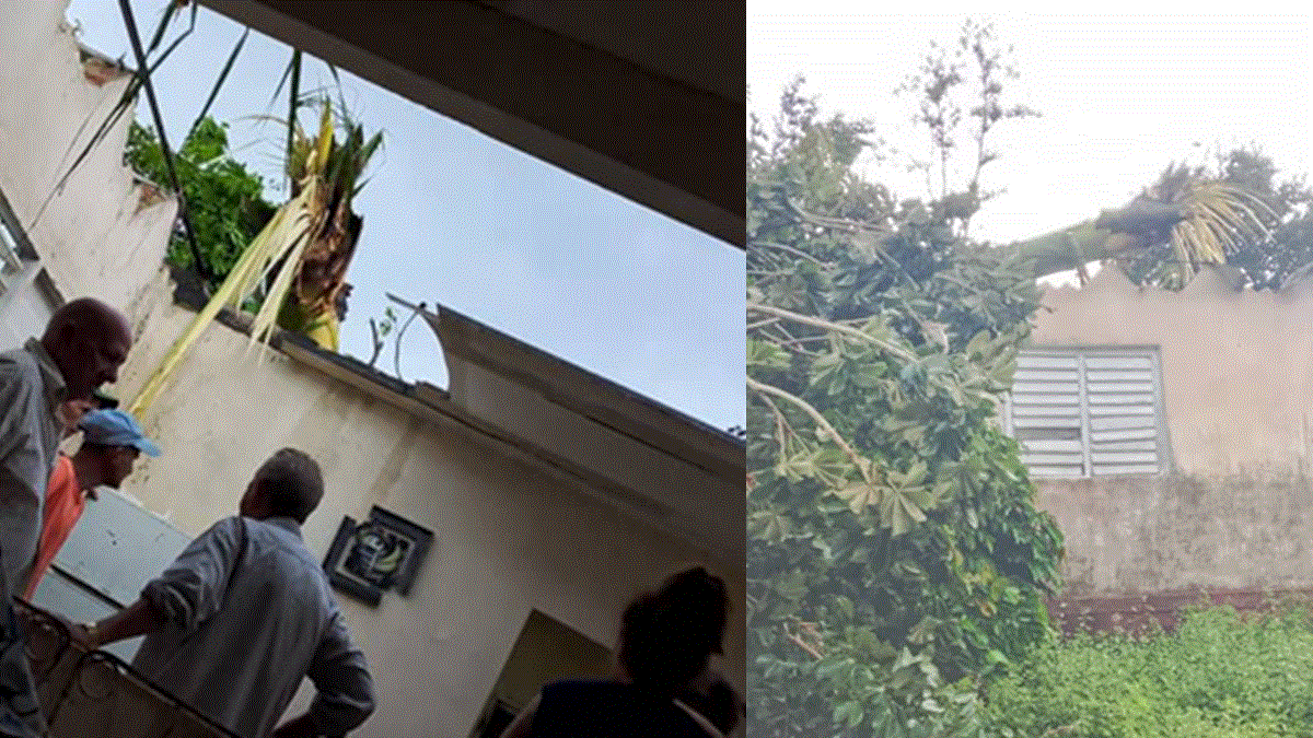 Pinar del Río: Mujer resulta herida tras caerle una palma durante una tormenta severa