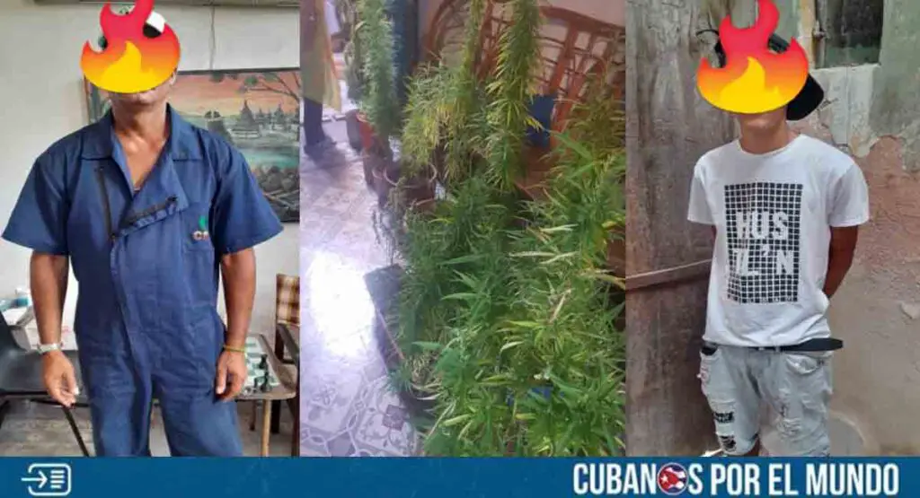 Desmantelan casa de cultivo y consumo de marihuana en La Habana; hay ocho detenidos