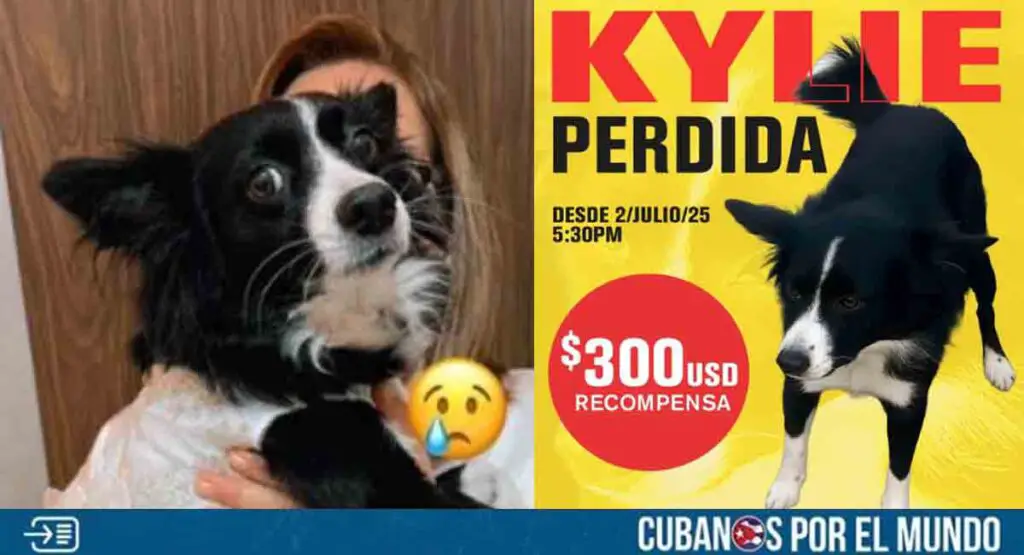 Familia de La Habana ofrece recompensa por su perrita perdida