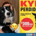 Familia de La Habana ofrece recompensa por su perrita perdida