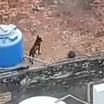 Denuncian maltrato animal contra un perro en La Habana