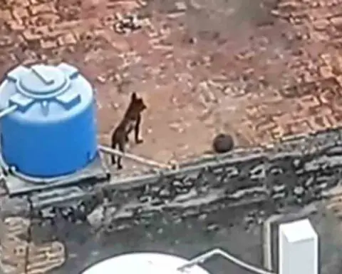 Denuncian maltrato animal contra un perro en La Habana