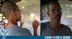 La crisis en Cuba consecuencia del fracasado modelo comunista obliga a los ciudadanos a tener que hacer actividades económicas fuera de su profesión para poder sobrevivir, tal y como es el caso de un médico cubano que gana más dinero criando moscas soldado negras, que trabajando en un hospital de La Habana.