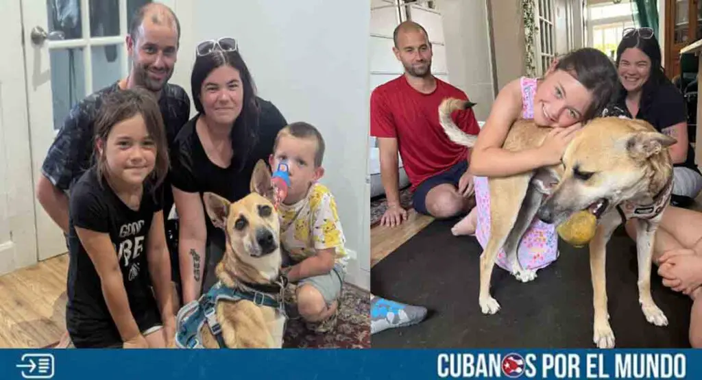 Adoptan en Canadá a perro callejero rescatado en Cuba