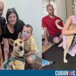Adoptan en Canadá a perro callejero rescatado en Cuba