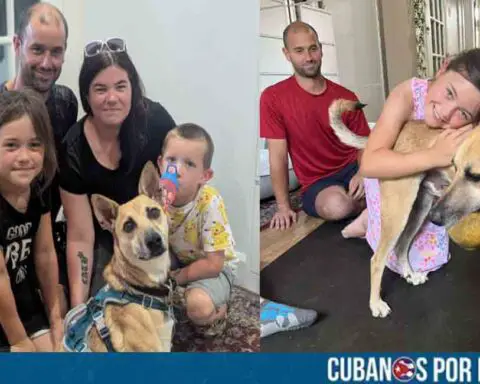 Adoptan en Canadá a perro callejero rescatado en Cuba