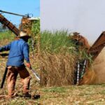 Granma: Zafra azucarera cierra con solo 27% de la producción prevista