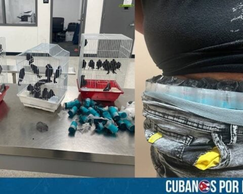 Las autoridades de Estados Unidos informaron sobre el arresto de un ciudadano cubano que intentó ingresar 40 aves vivas ocultas en su cuerpo en el Aeropuerto Internacional de Miami, Florida.