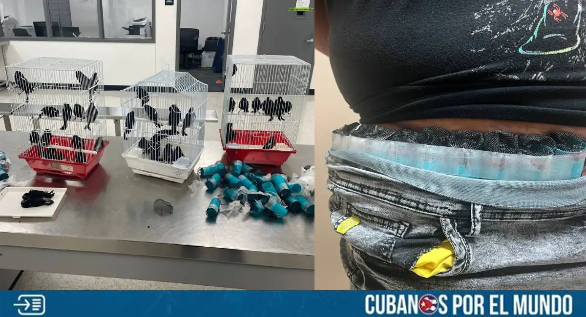 Las autoridades de Estados Unidos informaron sobre el arresto de un ciudadano cubano que intentó ingresar 40 aves vivas ocultas en su cuerpo en el Aeropuerto Internacional de Miami, Florida.