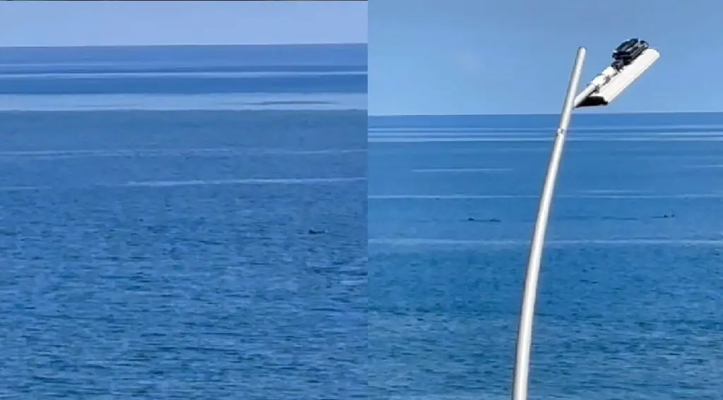 Manada de delfines sorprende en el Malecón de La Habana