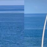 Manada de delfines sorprende en el Malecón de La Habana