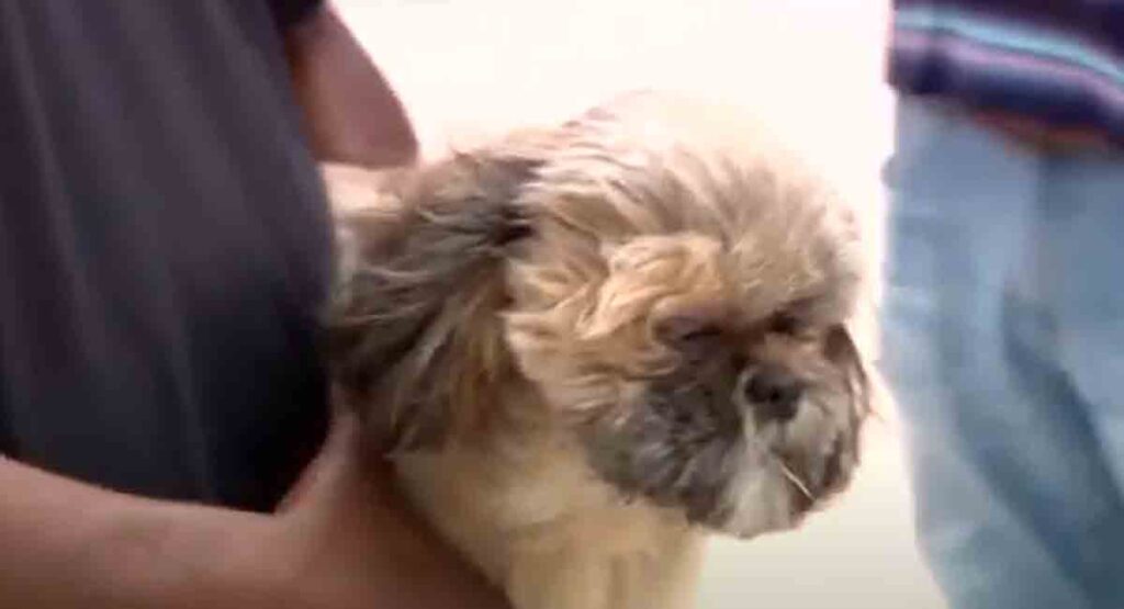 Miami-Dade: Hombre disparó a un perro para defender al suyo de un feroz ataque