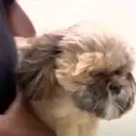 Miami-Dade: Hombre disparó a un perro para defender al suyo de un feroz ataque
