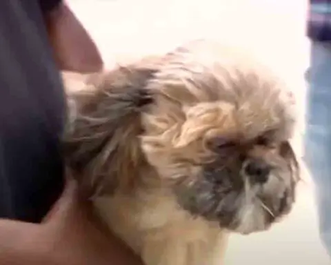 Miami-Dade: Hombre disparó a un perro para defender al suyo de un feroz ataque