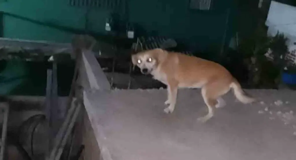 Perrita perdió a su dueño y quedó abandonada en una azotea en La Habana