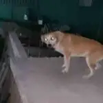 Perrita perdió a su dueño y quedó abandonada en una azotea en La Habana