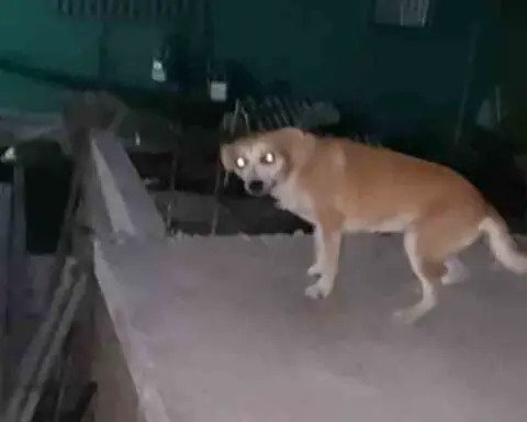 Perrita perdió a su dueño y quedó abandonada en una azotea en La Habana