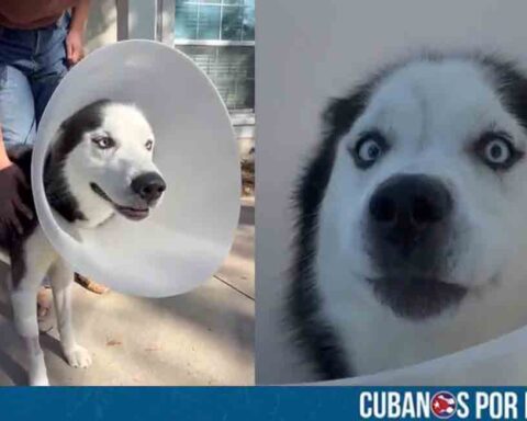 Luego de siete años separados, mujer se reencuentra con su perro en Tampa