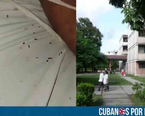 Plaga de chinches mortifica a pacientes en el hospital psiquiátrico de Santa Clara