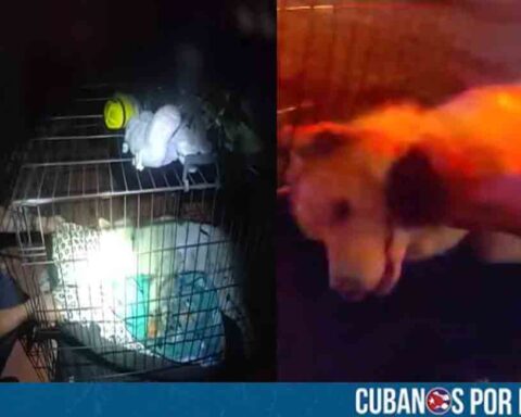 Acto heroico en Florida: Así fue cómo un oficial salvó la vida de un perro tras un incendio