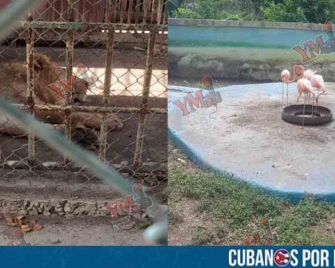 Esta es la situación de los animales en el zoológico de Santiago de Cuba