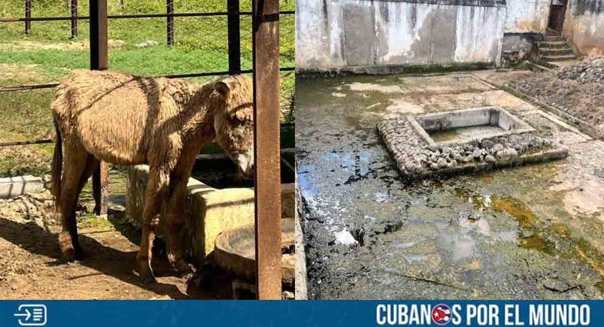 Animales del zoológico de Las Tunas atraviesan un calvario